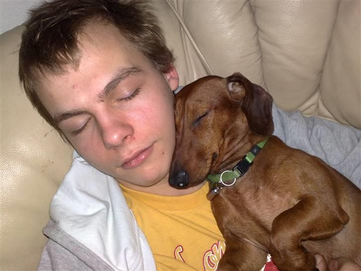 Gravhund Lui - ER vi ikke bare dejlige BEGGE 2 billede 4