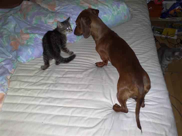 Gravhund Lui - Lui hilser på killingen Holyfield billede 5