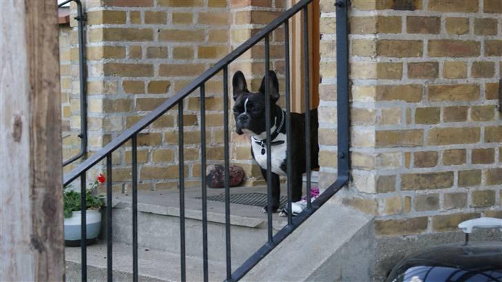 Fransk bulldog Diva billede 11