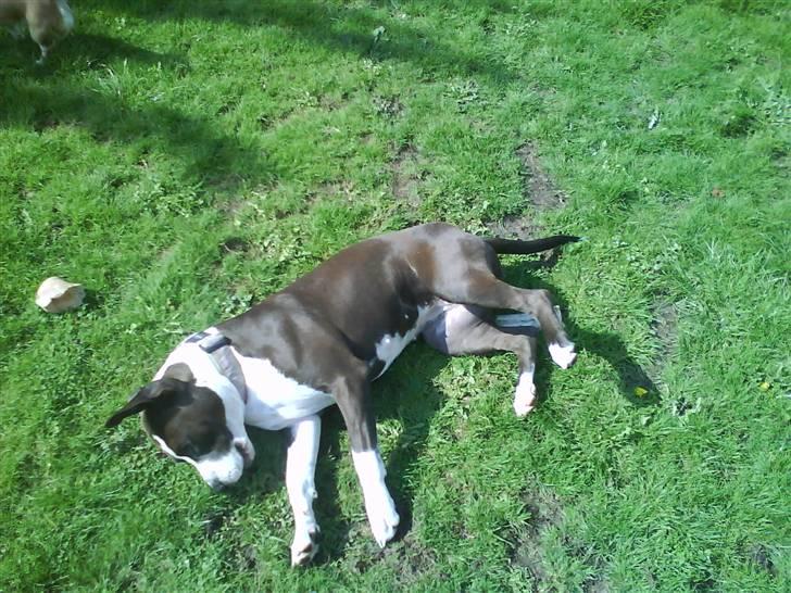 Amerikansk staffordshire terrier Versatus Chanel billede 19