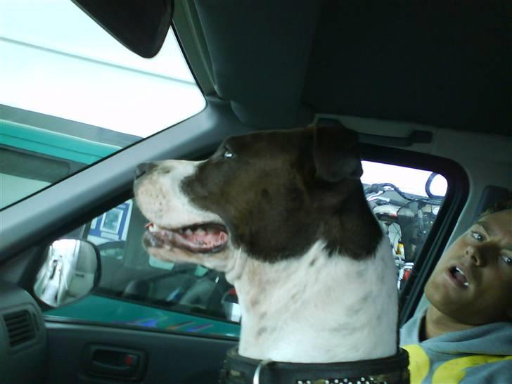 Amerikansk staffordshire terrier Versatus Chanel billede 20