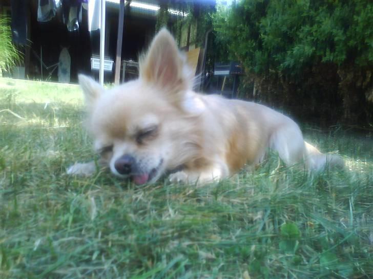 Chihuahua Mexi Zanto billede 18