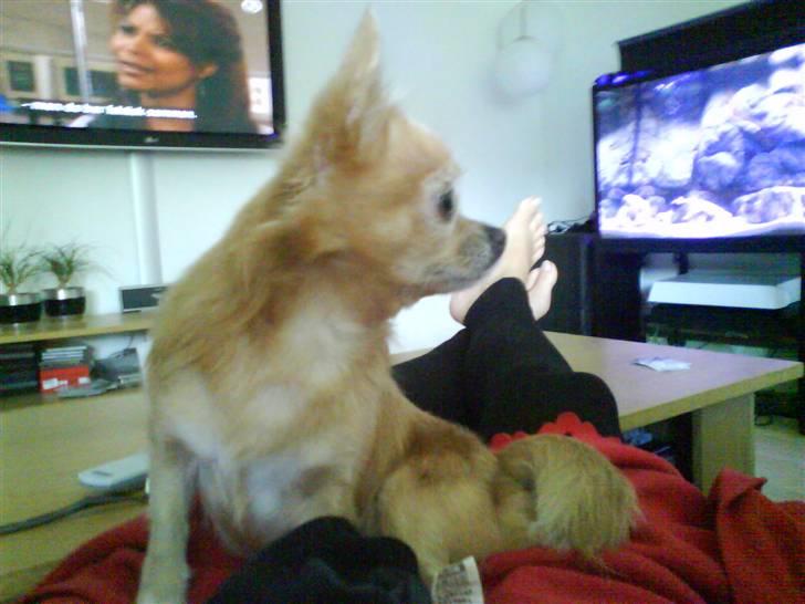 Chihuahua Mexi Zanto billede 19