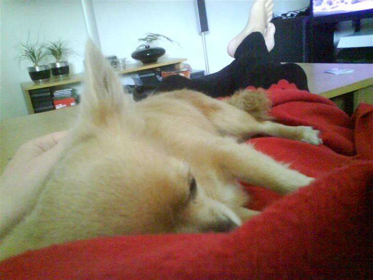 Chihuahua Mexi Zanto billede 20