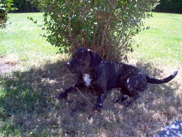 Blanding af racer Batman Tyson - Er jeg ikke sød, med tungen ude og det hele billede 1