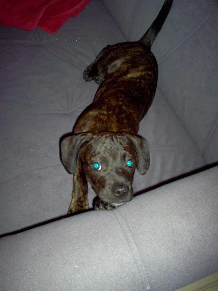 Blanding af racer Batman Tyson - Jeg ku aldrig finde på at lave ulykker billede 2