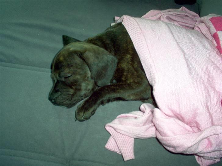 Blanding af racer Batman Tyson - Man bliver også træt indimellem, elsker at putte billede 3