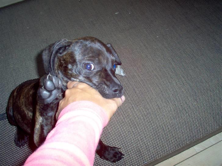 Blanding af racer Batman Tyson - Bider i mor, det bedste der findes billede 4