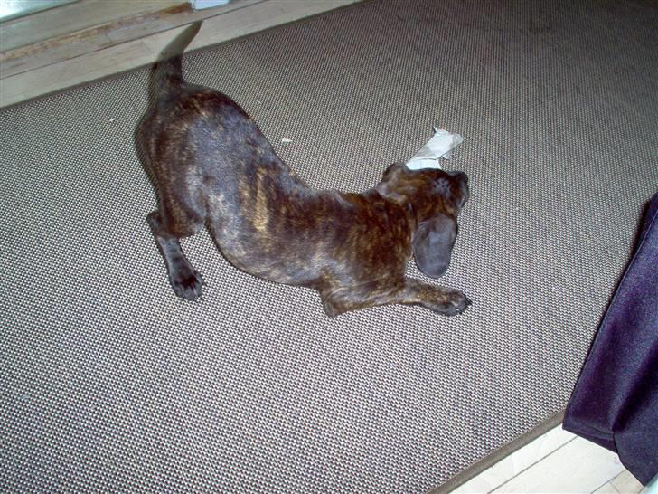 Blanding af racer Batman Tyson - Har fundet en toiletrulle, så skal der smides papir i hele gangen :-) billede 5