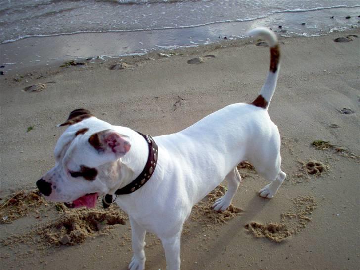 Blanding af racer Batman Tyson - Min dejlige storebror Hector på 2 år, elsker at lege og tumle sammen billede 6