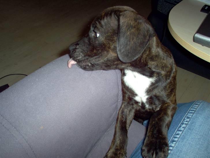 Amerikansk bulldog Batman Hector - Min lillebror Tyson på 3 måneder, elsker når vi leger billede 14