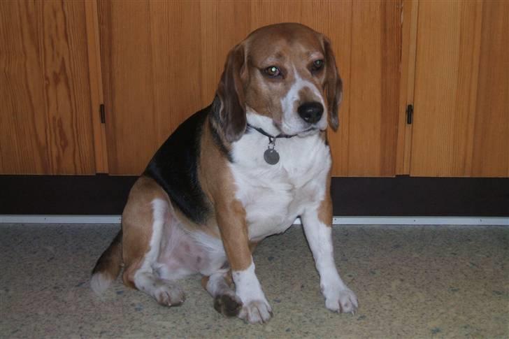 Beagle Tarzan billede 7