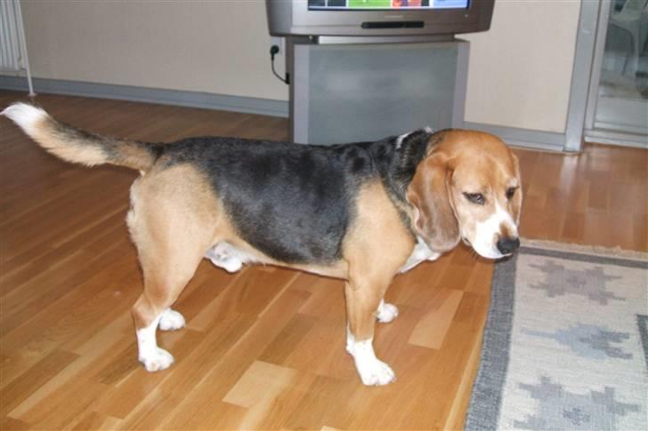 Beagle Tarzan billede 8