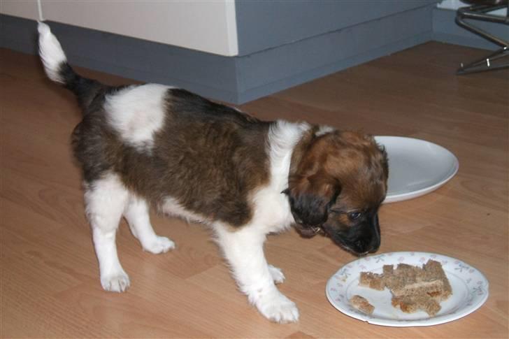 Blanding af racer Nemo billede 7