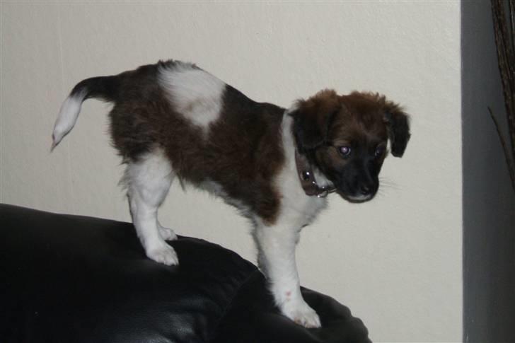 Blanding af racer Nemo billede 8