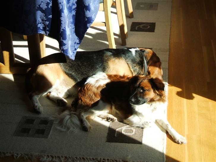 Blanding af racer Nemo billede 9