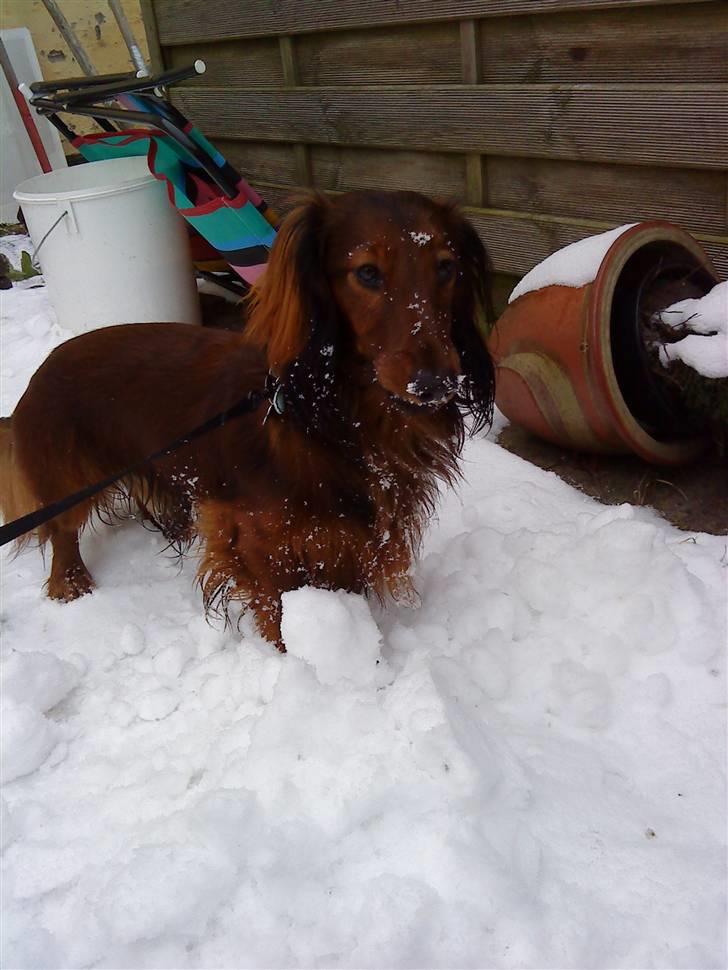 Dværggravhund Max billede 13