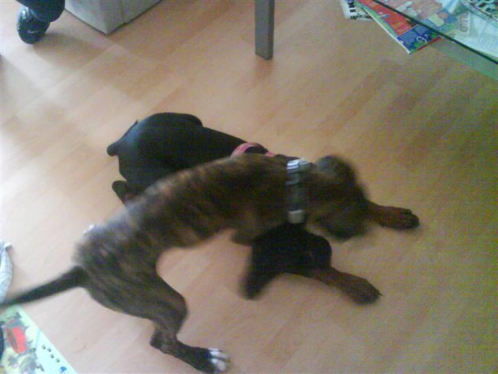 Dobermann *Charming Chick* billede 12