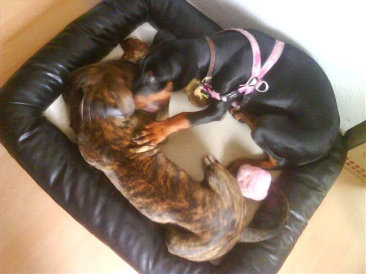 Dobermann *Charming Chick* billede 13