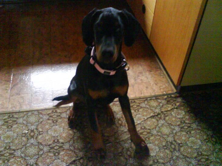 Dobermann *Charming Chick* billede 14