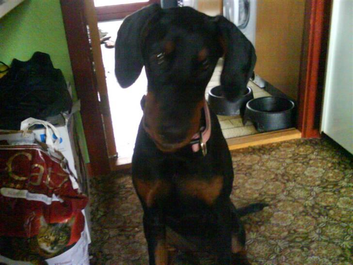 Dobermann *Charming Chick* billede 15