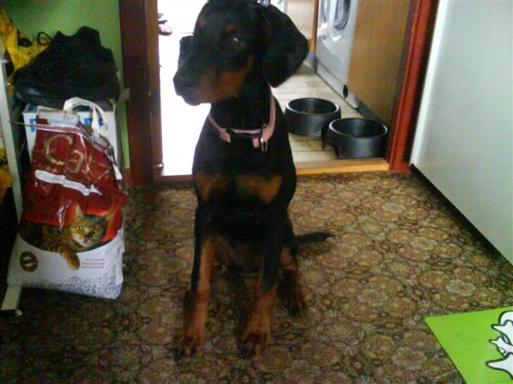 Dobermann *Charming Chick* billede 16