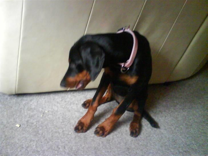 Dobermann *Charming Chick* billede 17
