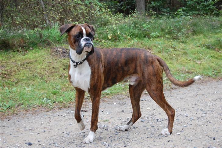 Boxer Eddie billede 6