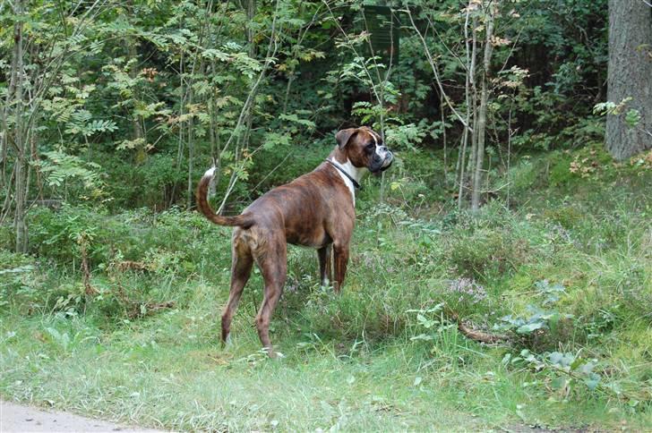 Boxer Eddie billede 7