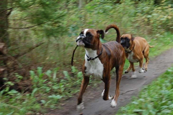 Boxer Eddie billede 8