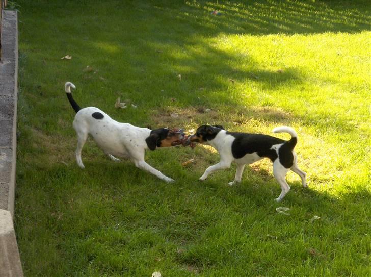 Dansk svensk gaardhund Mille - kamp om legetøjet - men i al venskab billede 8