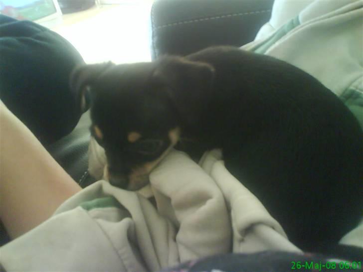 Chihuahua Bailey billede 1