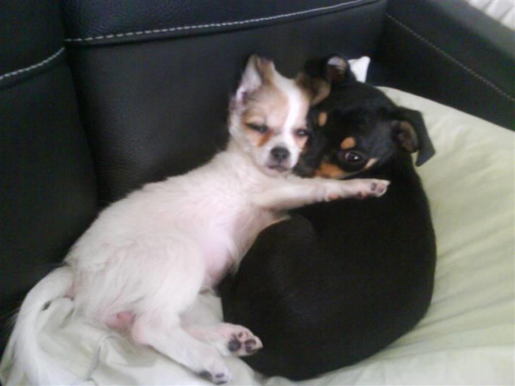 Chihuahua Bailey - Josefine og Bailey billede 2