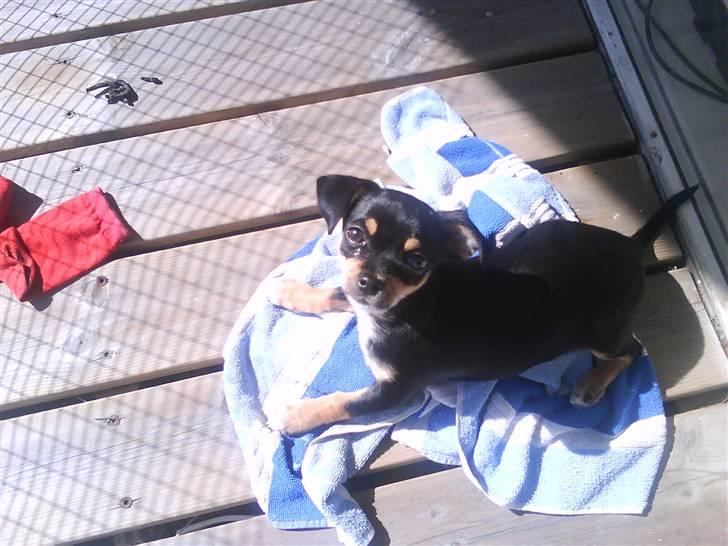 Chihuahua Bailey - Så skal der soles billede 3