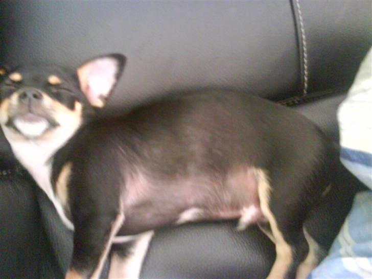 Chihuahua Bailey - Bailey elsker a sove billede 4