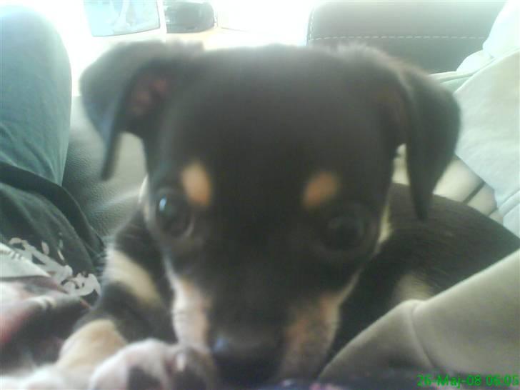 Chihuahua Bailey - Jeg laver aldrig ballade : P billede 5