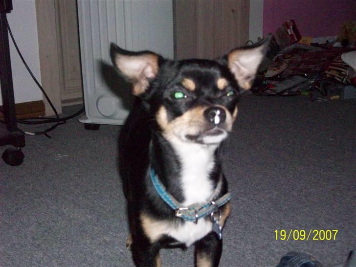 Chihuahua Bailey - NYT. HEY hva det på min næse ? billede 6