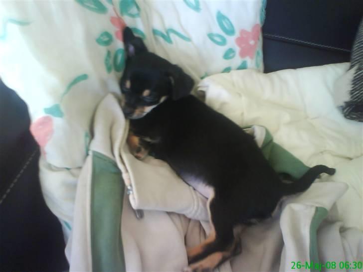 Chihuahua Bailey billede 7