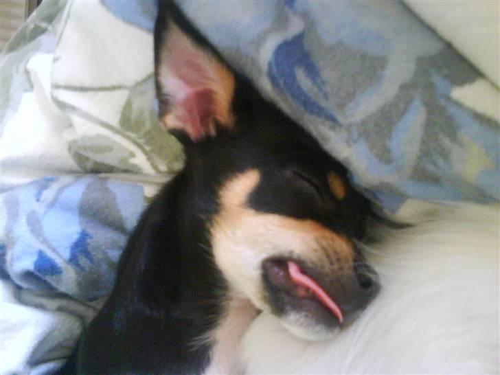 Chihuahua Bailey - Lidt sær kan man godt være når man sover ;) billede 8