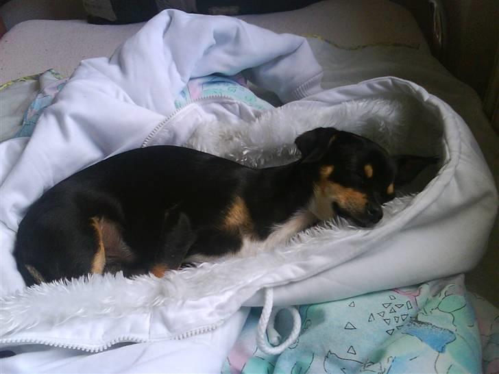 Chihuahua Bailey billede 9