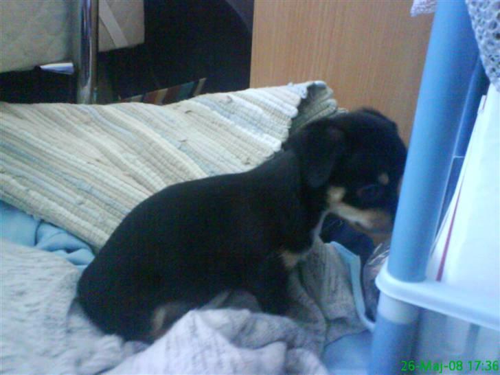 Chihuahua Bailey billede 10