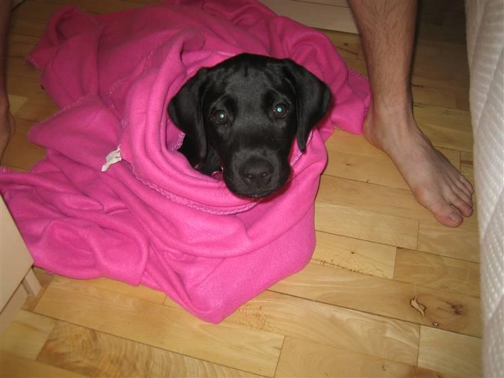 Labrador retriever Zenta - 17-08-2008 billede 10