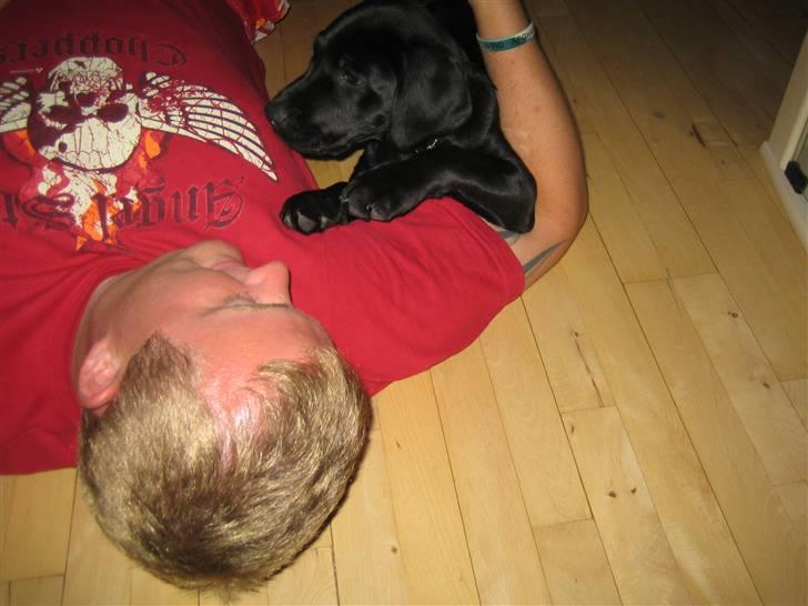 Labrador retriever Zenta - 17-08-2008 billede 11