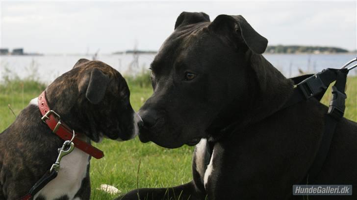 Amerikansk staffordshire terrier R.I.P Rex 18/7.07-16/9.09 - Rex´en & Nala :) billede 10