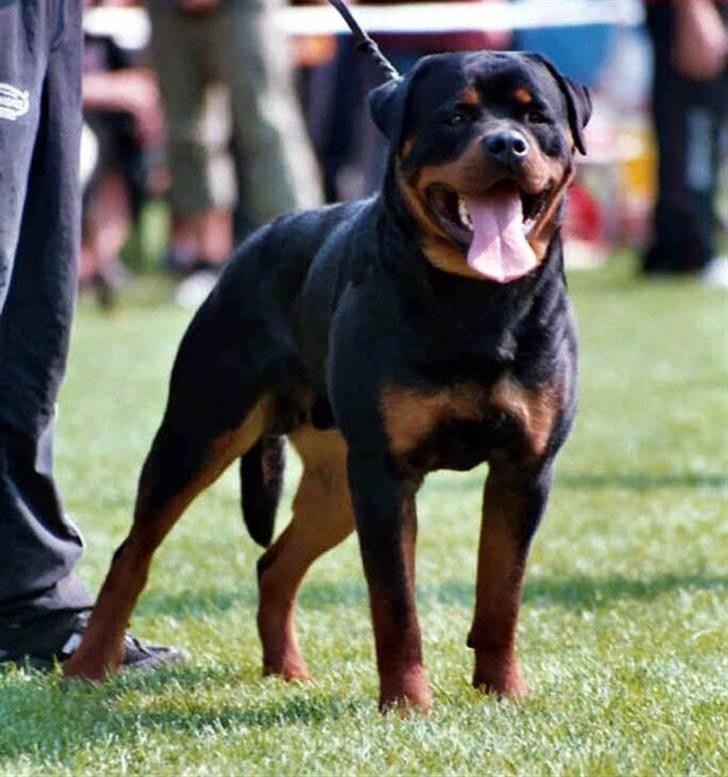 Rottweiler Ishia - Min far Dexel... han er da en flot fyr billede 5