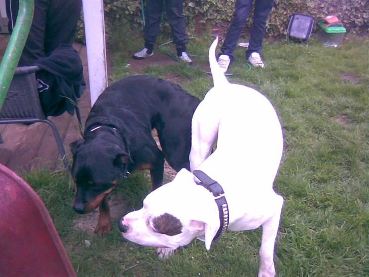 Rottweiler Ishia - Her er jeg med min kæreste Tyson   en stor flot amk. bulldog billede 6