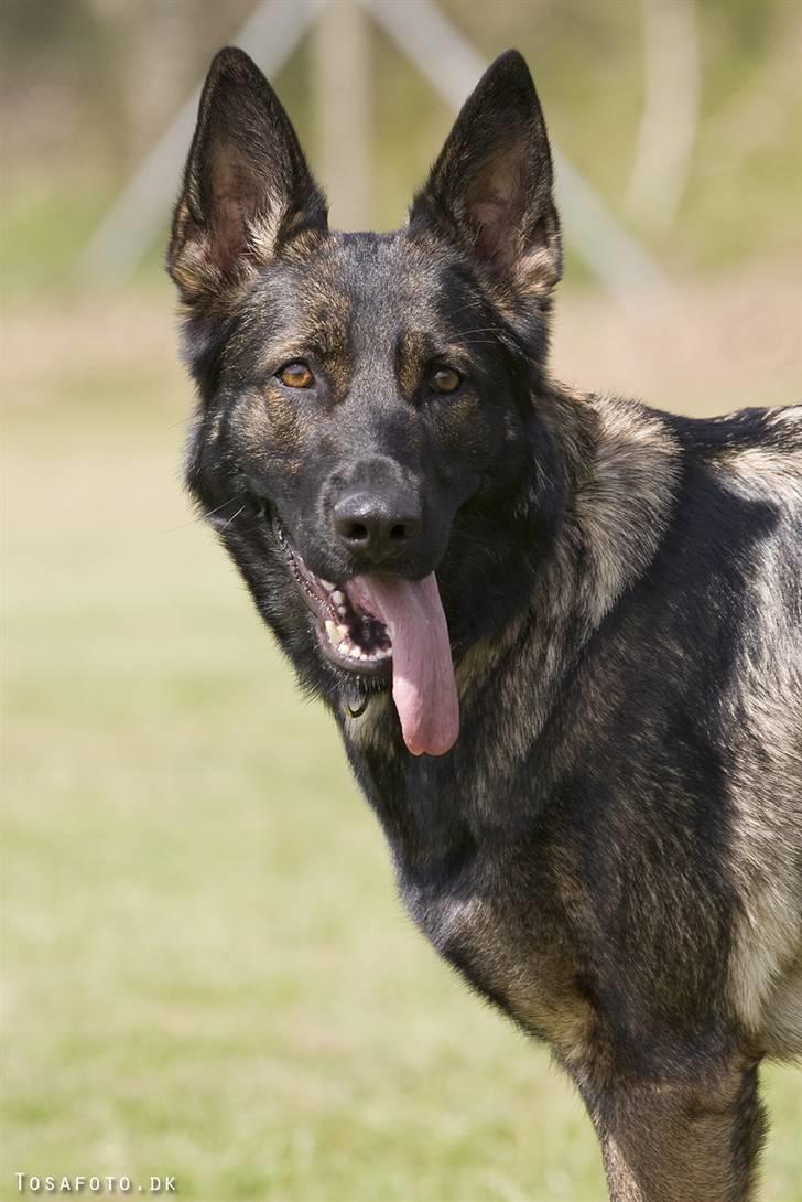 Schæferhund Hulgaard´s Leisa - HULGAARD´S  LEISA OG MIG billede 1