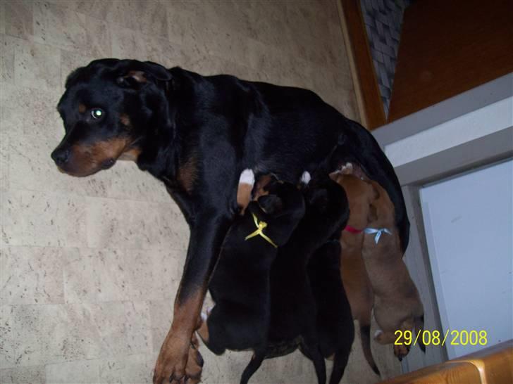 Rottweiler Ishia - Og det kæresteri endte så i 6 små babyer  billede 7