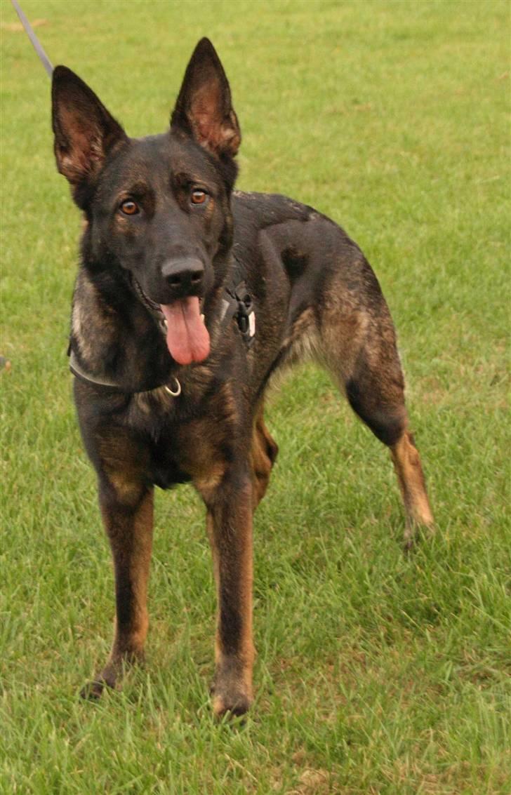 Schæferhund Hulgaard´s Leisa - HULGAARD´S LEISA billede 2