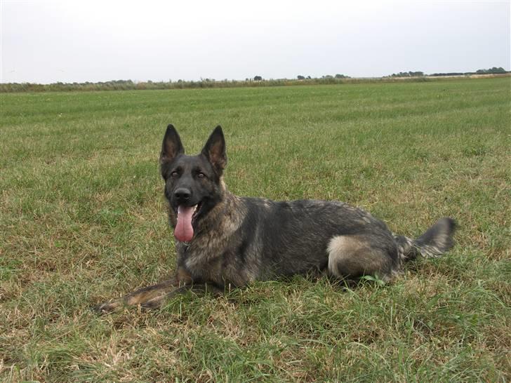 Schæferhund Hulgaard´s Leisa billede 3